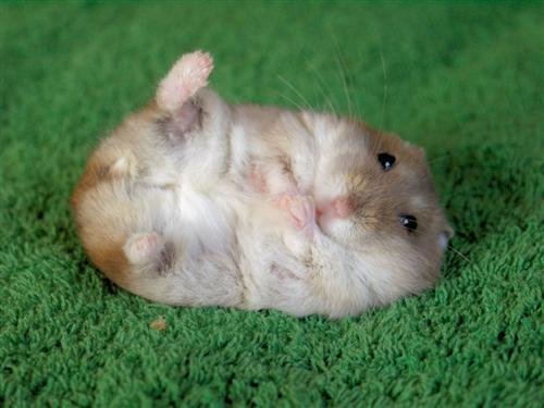 Como cuidar de hamster