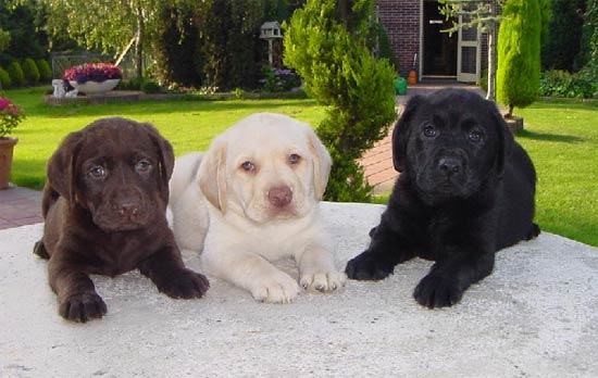 Filhotes de labrador