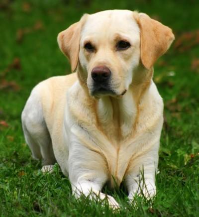 Características do labrador