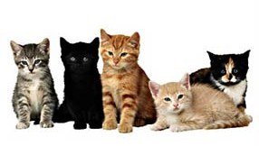 Vender gatos