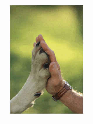 Cachorro é tudo de bom