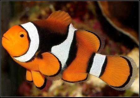 Escolher nome para peixe