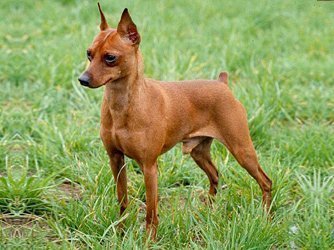 Raça Pinscher