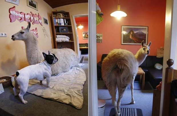 Cuidar de animais exóticos