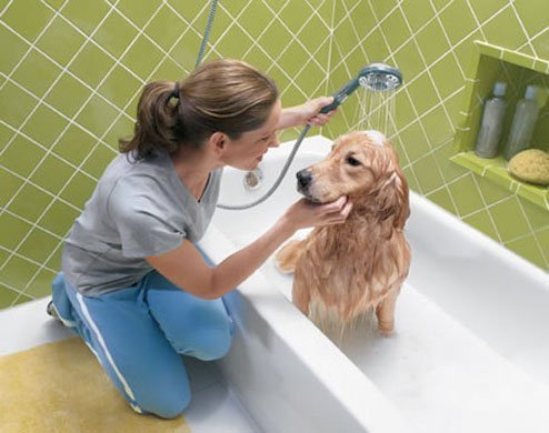Como dar banho em cão