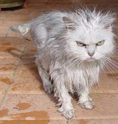 Como secar o gato após o banho