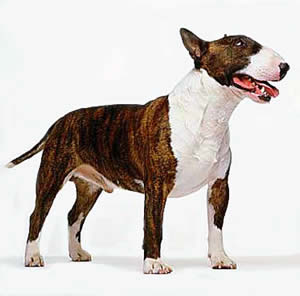 Cuidados com Bull Terrier
