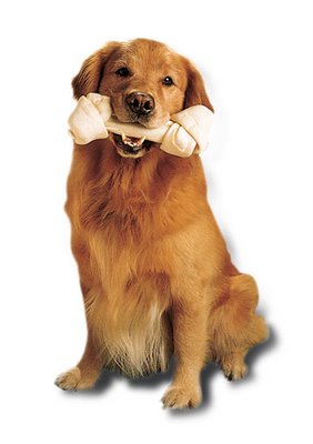 Cachorro pode comer osso?