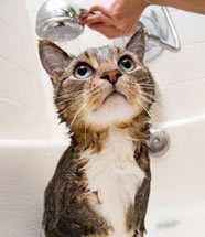 Gato toma banho?