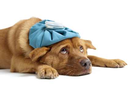 Cachorro com bolsa de calor na cabeça