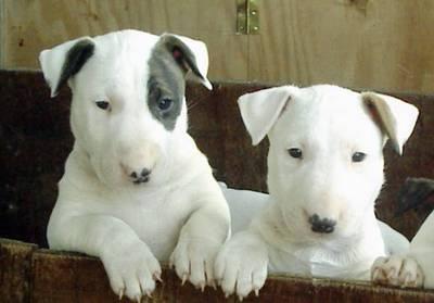 Raça Bull Terrier