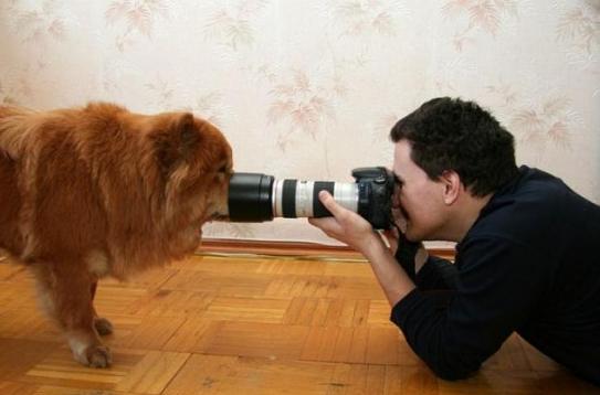 Fazer um book de fotografias de bicho de estimação