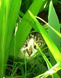 Meu gato fugiu!
