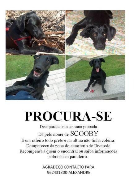 Dicas para encontrar cachorro perdido