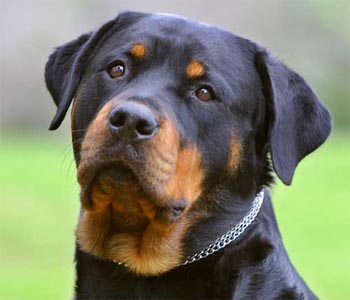 Raça Rotweiller