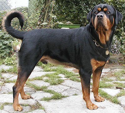 Características Rotweiller