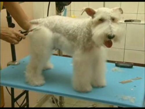 Cursos de tosa de cachorro