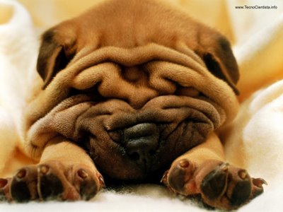 Criar Sharpei
