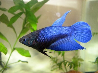 Descobrir sexo dos peixes