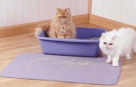 Cuidados com a areia higiênica para gatos