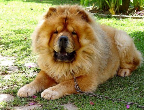 Cuidados com o cão da raça Chow Chow