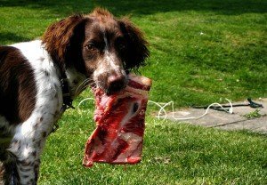 Comida natural para animais