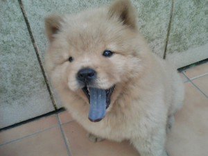 Comprar Chow Chow