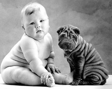 Cuidados com o cachorro Sharpei