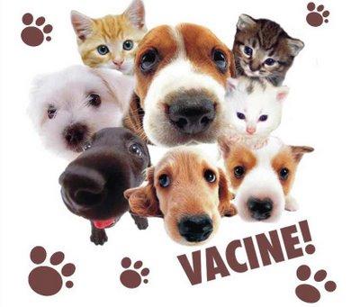 Vacinas para cães e gatos