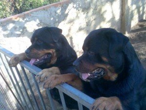 Aluguel de cão de guarda