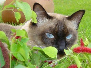 gato siamês características fotos e cuidados especiais