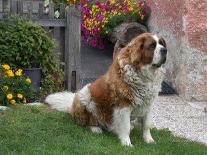 Como cuidar do cão São Bernardo