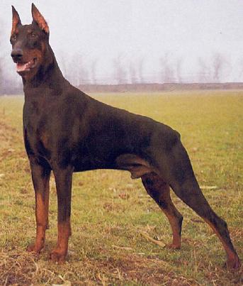 Características físicas do Dobermann