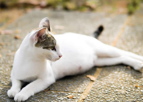 Minha gata está grávida
