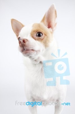 Cachorro de pequeno porte