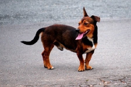 Hotéis para cães