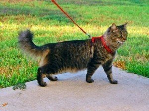 Coleira para gato