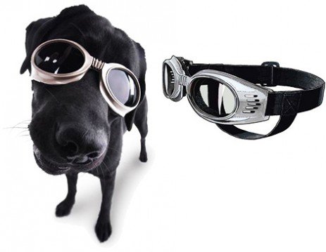 Óculos para cães