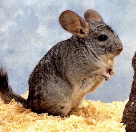 Uma mistura entre um esquilo, um rato e um coelho