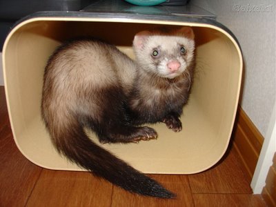 Furão como bichinho de estimação