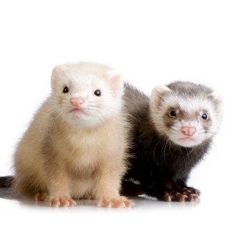 Animal de estimação caro e difícil de cuidar, mas recompensador