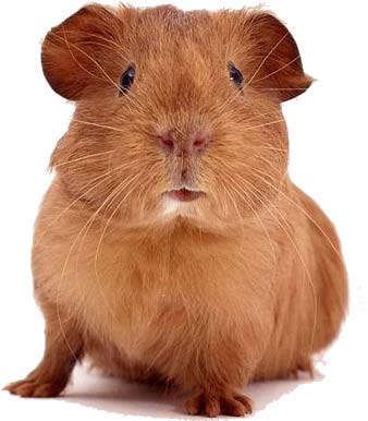 O primeiro bichinho de estimação para crianças