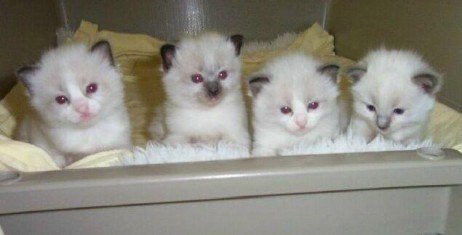 Raças mais fofas de gatos