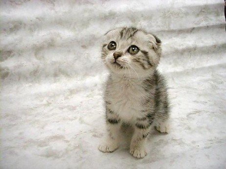 Scottish Fold - Estimação