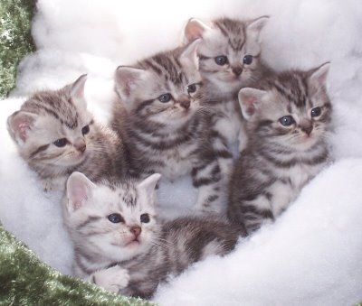 Raças de gatos mais fofos