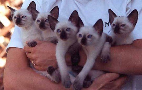 Gatos mais fofos