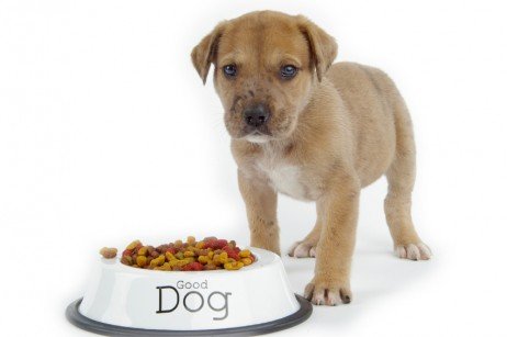 Alimentos para cachorros