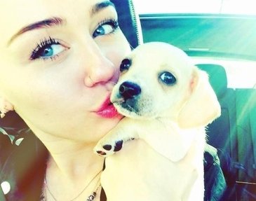 Onde e quando acontecem Feiras de adoção de animais