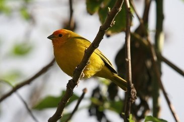 Conheça tudo sobre Canário da Terra