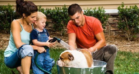 Gastos com animais